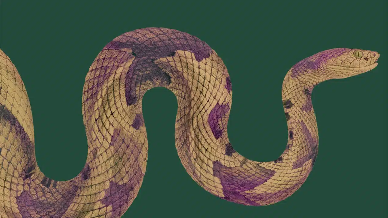 Signature visuelle de l'exposition Venenum, un monde empoisonné : représentation d'un serpent sur fond vert.