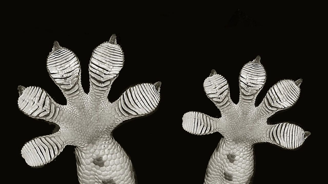 Signature visuelle de l'exposition Nanotechnologies. Il s'agit de deux pattes de gecko en blanc sur fond noir.