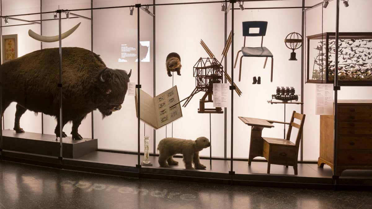 Plusieurs objets de collections : bison, bébé ours polaire, colibris, pupitre d'école, sphère armilaire, etc