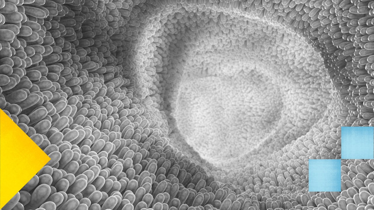 Photo en noir et blanc d'un microbiote en gros plan.