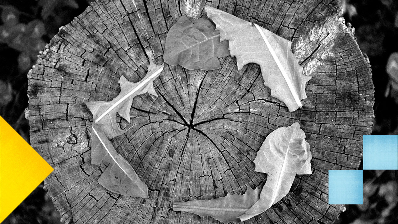 Photo en noir et blanc de trois feuilles de laitue formant un triangle sur une souche.