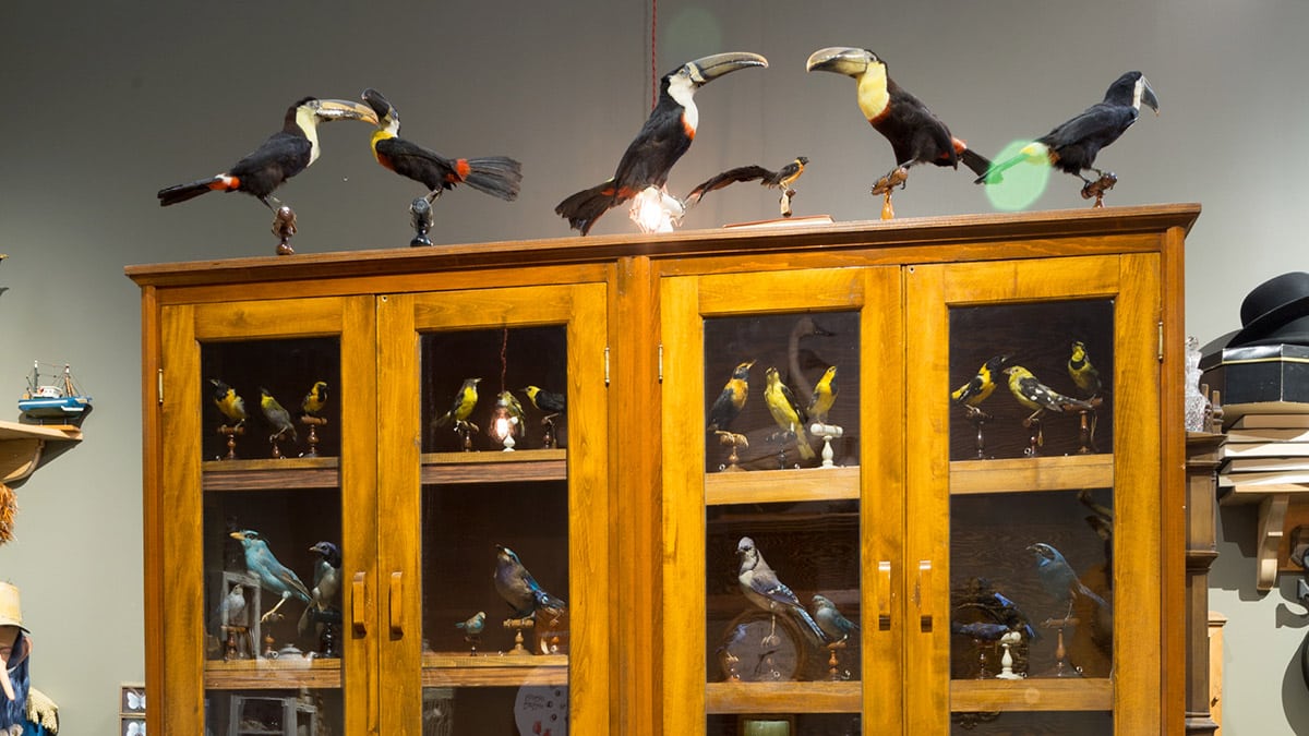 Plusieurs oiseaux naturalisés placés dans et sur une vielle armoire.