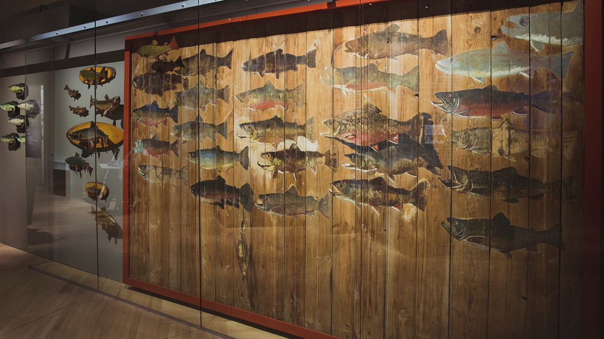 Mur d'un camp de pêche en bois sur lequel sont peintes des truites colorées de taille réelle.