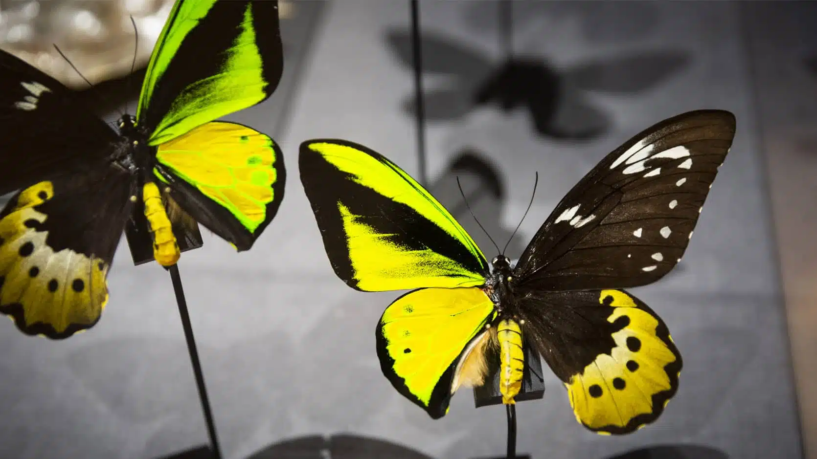 Deux papillons naturalisés qui ont une aile jaune vif de genre masculin et une aile noir de genre féminin.