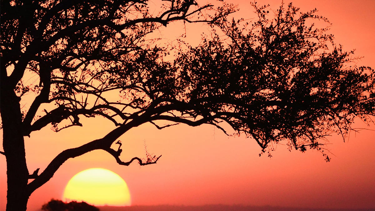 Vue d'un arbre dans la savane africaine devant un coucher de soleil