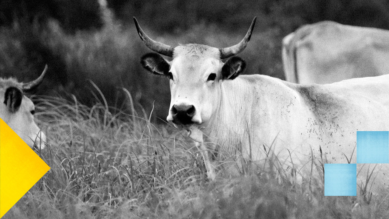 Image en noir et blanc d'une vache avec des cornes dans un champ fouragé.