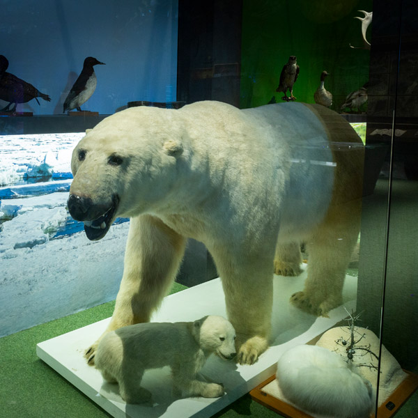 une photo d'un ours polaire naturalisé et de son ourson